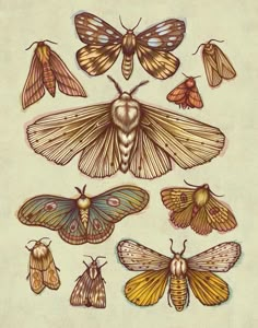 moths are shown in different colors and sizes on a white background, including one with yellow wings