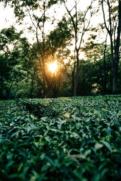 the sun is shining through the trees in the field with green leaves on the ground