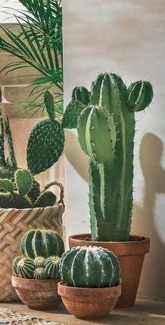 several cactus plants in pots on a table