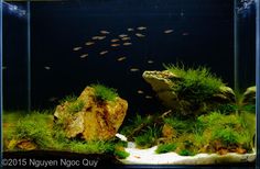 an aquarium filled with lots of green plants and rocks