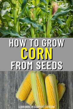 corn on the cob with text overlay how to grow corn from seeds