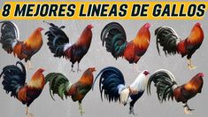 a bunch of roosters standing around in different colors and sizes, with the words 8 mejores linesa de galloos