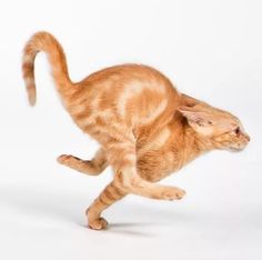 an orange cat standing on its hind legs