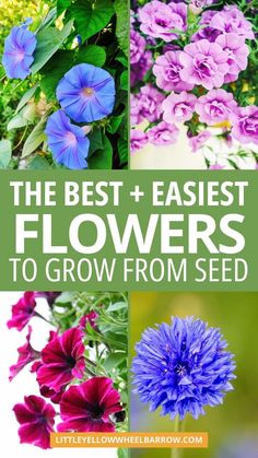 the best and fastest flowers to grow from seed