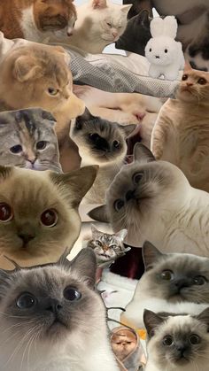 a collage of many different cats with one cat looking at the camera and another staring up