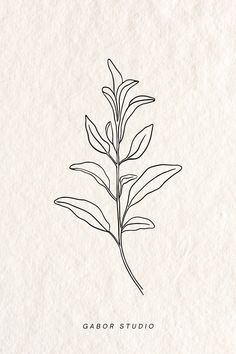 a black and white drawing of a plant on paper with the words gabor studio written below it