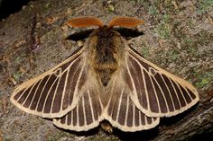 a brown and white moth sitting on top of a tree branch