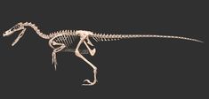 the skeleton of a dinosaur is shown in front of a black background with white writing on it