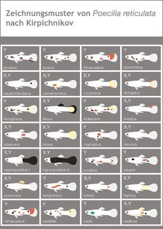 an image of the different types of rockets in space shuttles and spacecrafts, with names