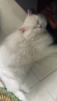 a white cat is laying on the floor