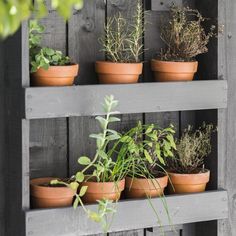 there are many potted plants on the shelf