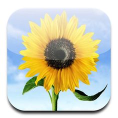 a yellow sunflower with blue sky in the background