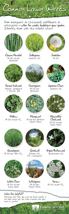 a poster showing different types of plants and flowers