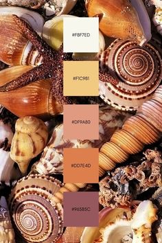 the color palette is different shades of brown, orange and yellow seashells are arranged on top of each other