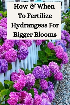 purple flowers in front of a white picket fence with text overlay how & when to fertilize hydrangeas for bigger blooms