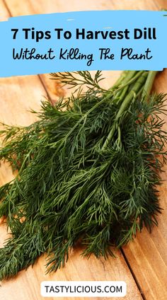 how to grow and harvest dill | when to harvest dill seeds for pickling | how to harvest dill | how to harvest dill seeds | fall recipes dinner | healthy lunch ideas | dinner ideas | breakfast ideas | easy healthy dinner recipes Uses For Dill Herb, What To Make With Dill, Dill Herb Recipes, How To Harvest Dill