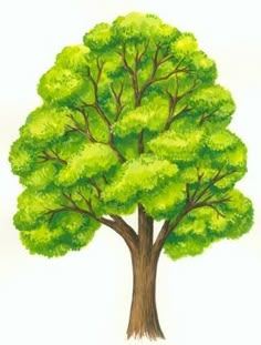 a drawing of a tree with green leaves