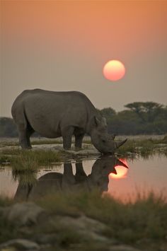 a rhino drinking water at sunset with the sun setting in the backgrouund