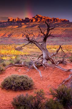 a dead tree in the desert with a rainbow in the background