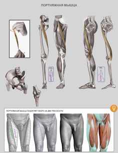 an image of the muscles and tendors in human body diagram with description text below