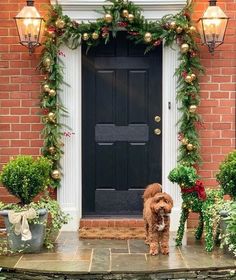 a dog standing in front of a black door surrounded by potted plants and greenery