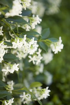 white flowers are blooming on the branches of some trees in front of green leaves