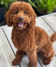 a brown poodle sitting on top of a wooden floor next to potted plants