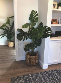 a houseplant in a planter on the floor next to a book shelf