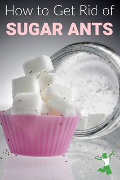 how to get rid of sugar ants in the kitchen and on the table with it