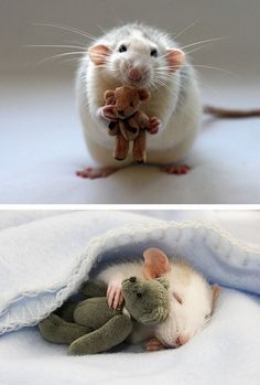 two pictures one with a mouse and the other with a stuffed animal