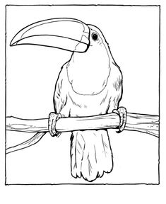 a black and white drawing of a toucan sitting on a branch with a large beak