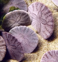 some purple leaves are on the sand and one is in the middle of the frame