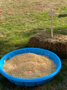 a blue plastic bowl filled with grains next to hay bales on the grass in a yard