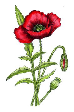 Poppy Leaves Drawing, Poppy Flower Art, Painting Poppies