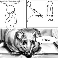 a comic strip with an image of a rat and the caption that says, can you drive me crazy?