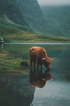 an animal that is standing in the grass by some water and mountains with it's reflection on the water