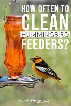 a bird sitting on a feeder with the words how often to clean hummingbird feeders?