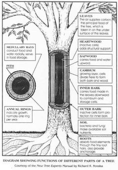 an illustration showing the parts of a tree