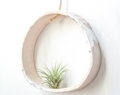 an air plant is hanging on the wall in a circular wooden frame with metal rings