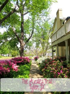 the garden trail in tyler, tx is full of beautiful pink flowers and green trees