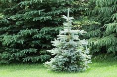 a small pine tree in the middle of some grass