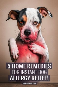 Is your dog dealing with dry or irritated skin? Check out these dog remedies for calming and treating dog skin allergies naturally. Pin this for an easy reference to effective solutions for your dog’s health. What To Give Dogs For Allergies, Dog Seasonal Allergy Remedies, Homemade Itch Relief For Dogs, Natural Anti Itch For Dogs, Allergy Meds For Dogs, How To Help Dogs With Itchy Skin, Natural Remedies For Dog Allergies, Diy Dog Allergy Remedies, Home Remedy For Itchy Dog Skin