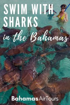 people swimming in the water with sharks and text reading swim with sharks in the bahamas