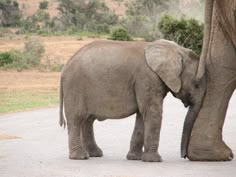 an elephant standing next to another elephant on a dirt road