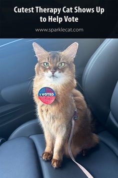 Somali cat on leash wearing an I Voted sticker Cat Therapy, Cute Video, Cute Gif, Cat Gif, Crazy Cats