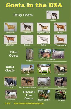 an image of goats in the usa with their names and pictures on it's side