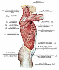 the muscles are labeled in this diagram