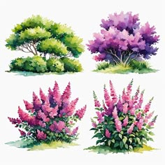 Bushes Watercolour Bush, Flower Bush Drawing, Flower Bush Painting, Bushes With Flowers, Bush Painting, Bush Drawing, Flowers Bush, Flower Bushes, Flower Bush