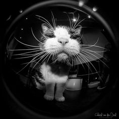 a black and white photo of a cat looking through a magnifying glass lens