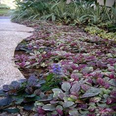 some purple and green plants next to a sidewalk